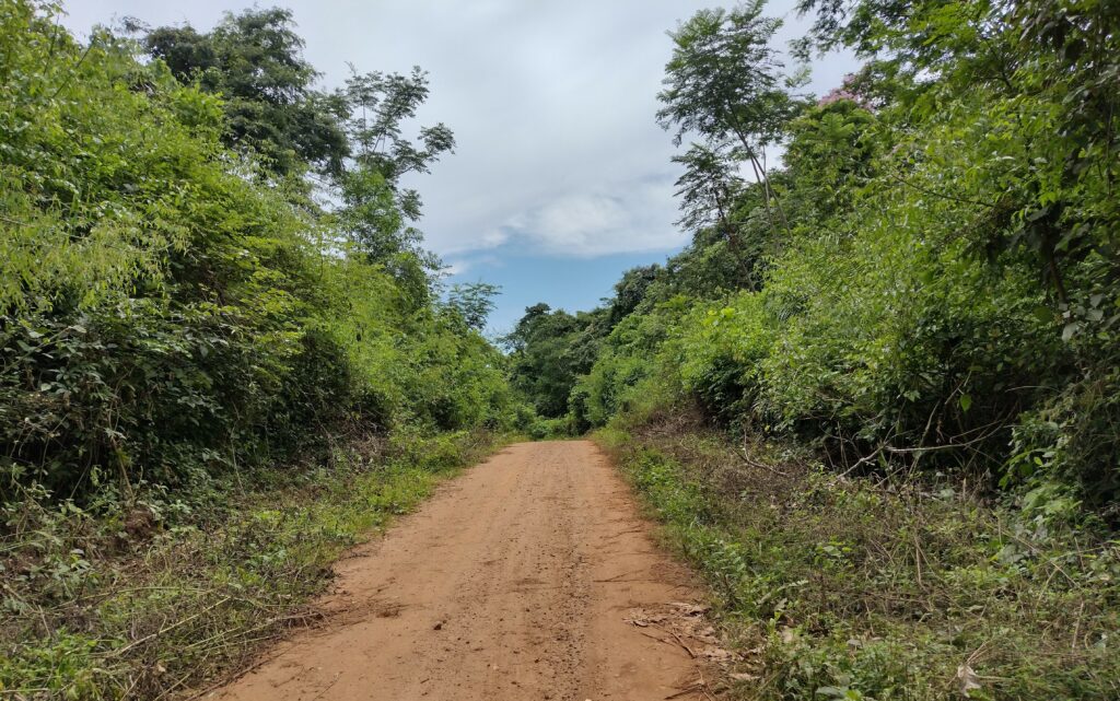 Road cut through primary forest, Bolivia